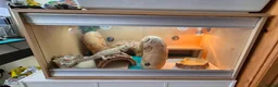 Bearded Dragon reptiles for sale: 3 year old Bearded Dragon with vivarium, lighting, - Advert 1