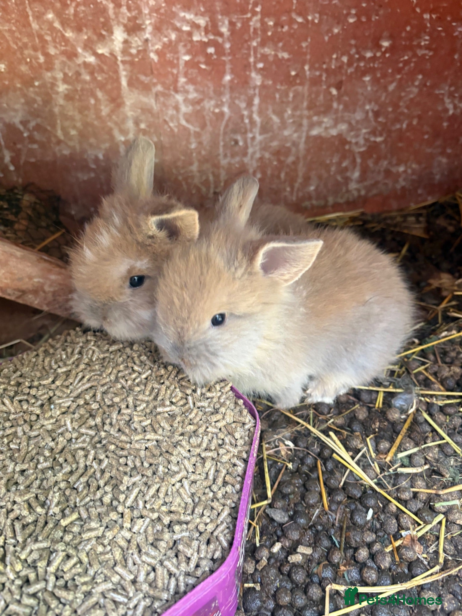 Lionhead rabbits Baby lion head rabbit for sale - Advert 21