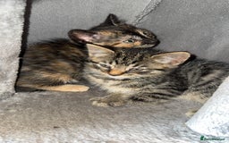 Bengal cats for sale: Kitten and mother for sale - Image 3