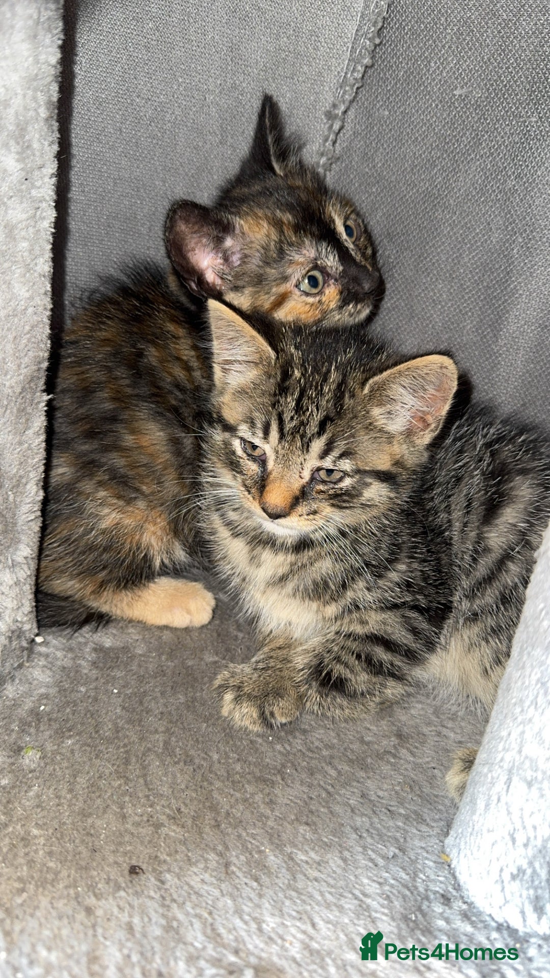 Bengal cats for sale: Kitten and mother for sale - Image 3