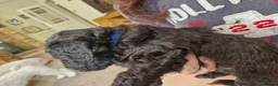 Cavapoochon dogs for sale: Cavapoochon puppies - Advert 30