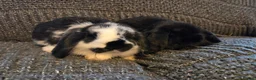 Mini Lop rabbits for sale: Very Tame Mini lop Boy & Girl 10 weeks - Advert 4