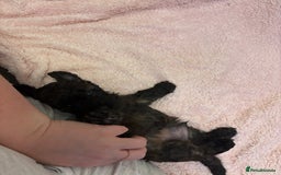 Yorkiepoo dogs for sale: Beautiful yorkipoo puppies - Image 9