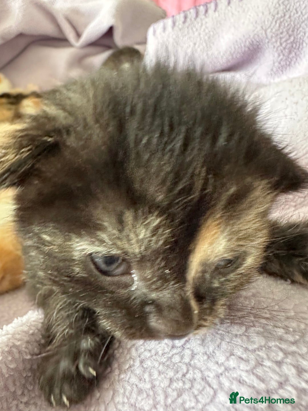 Domestic Shorthair cats for sale: 8 Beautiful kittens with stunning markings  - Image 17