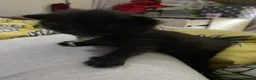 Mixed Breed cats for sale: Delta  in Plymouth - Advert 28