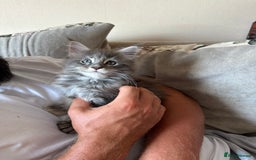 Maine Coon cats for sale: Active female Maine coon  - Image 3