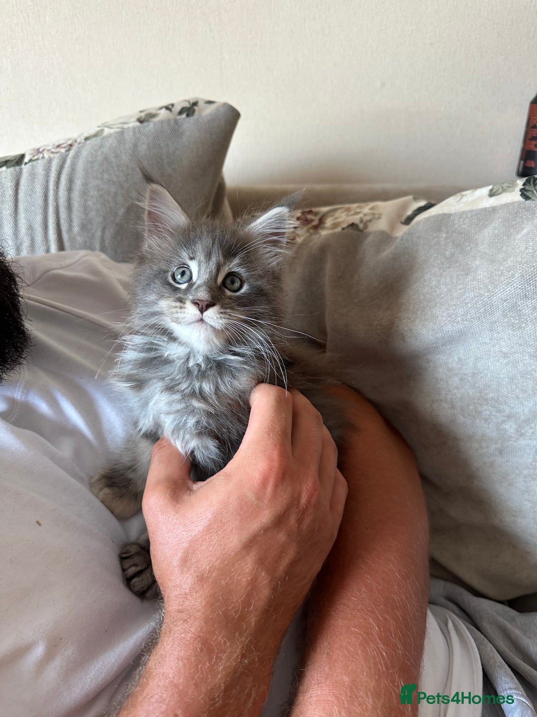 Maine Coon cats for sale: Active female Maine coon  - Image 3