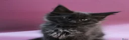 Maine Coon cats for sale: 🔥Black & Smoke Maine Coon Kittens🔥 - Advert 7