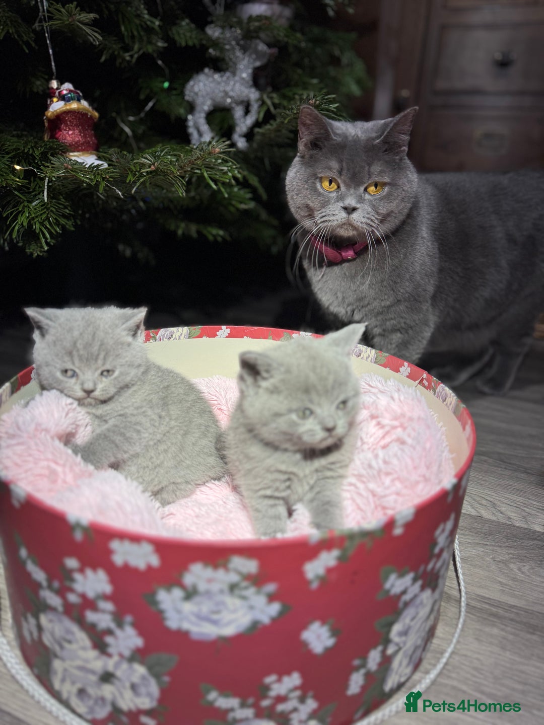 British Shorthair cats for sale: Beautiful British Shorthair Blue Kittens Available - Advert 26