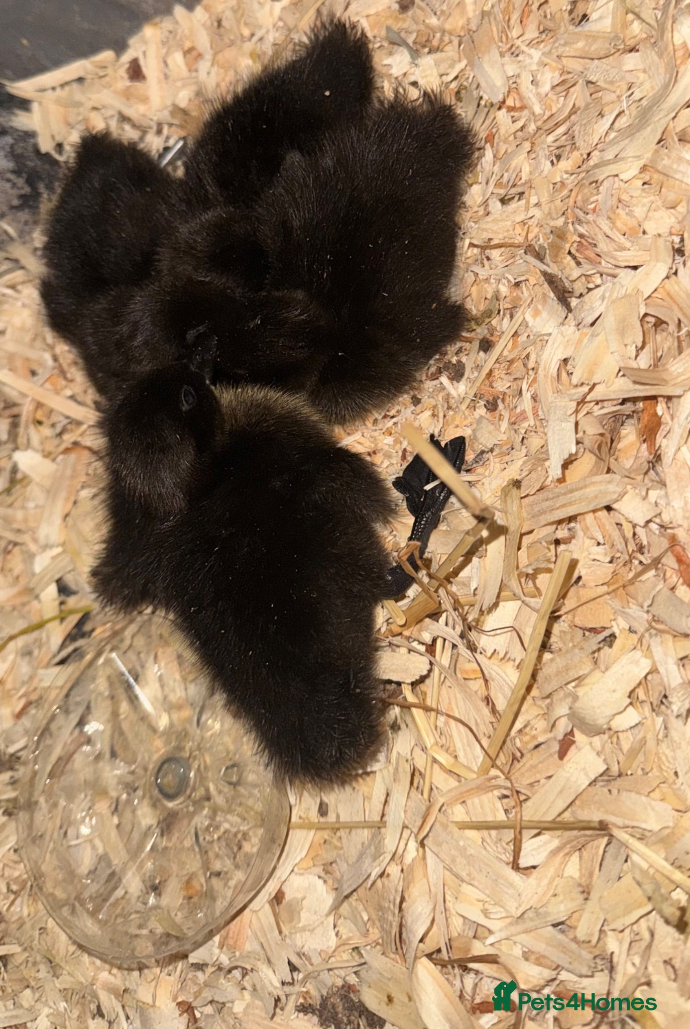 Ducks poultry Cayuga Ducklings  3 days Old  - Advert 13