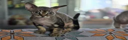 Devon Rex cats for sale: Super loving Devon Rex - Advert 2