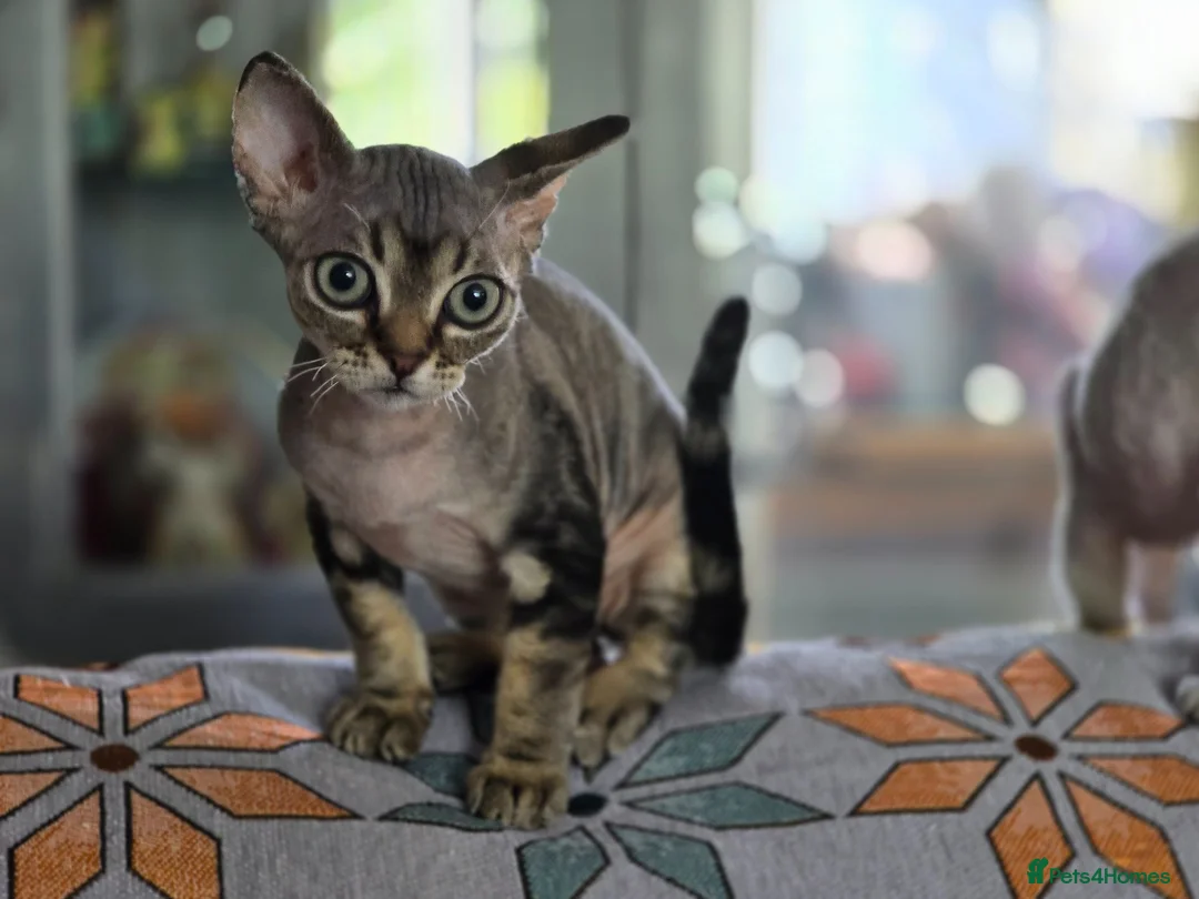 Devon Rex cats for sale: Super loving Devon Rex - Advert 2