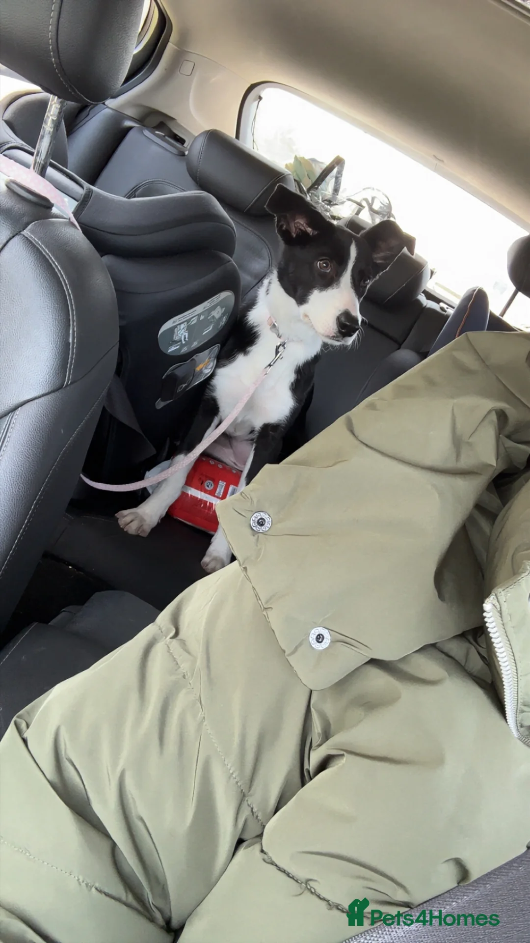 Mixed Breed dogs for sale: Border Collie x Huntaway puppy  - Advert 5