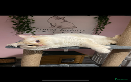 Ragdoll cats for sale: Red ragdoll stud for sale  - Image 2