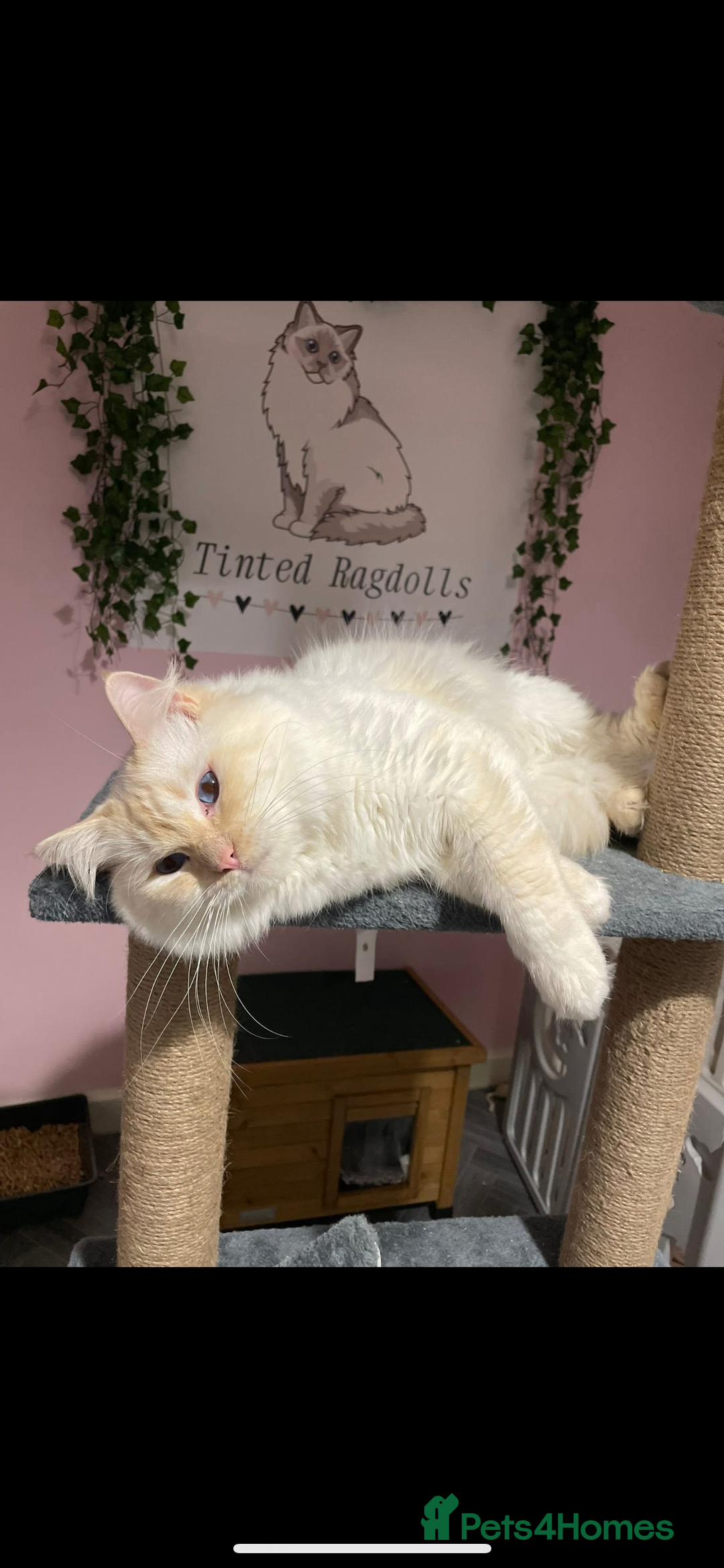 Ragdoll cats for sale: Red ragdoll stud for sale  - Image 2