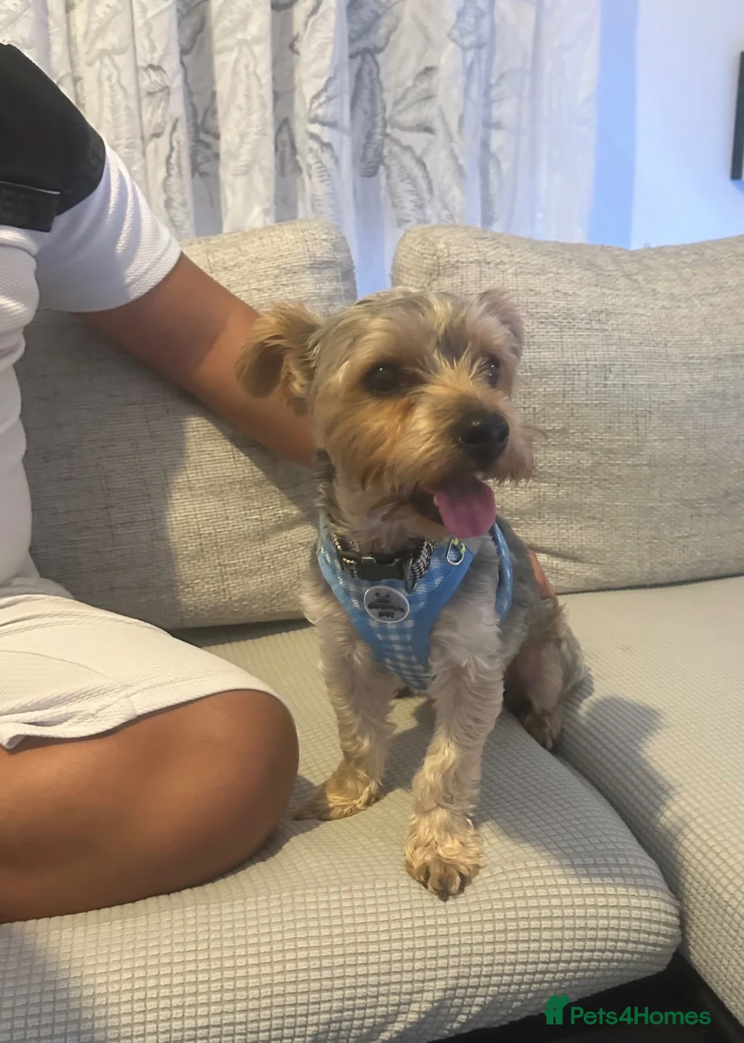 Yorkshire Terrier dogs for sale: Jogi  - Advert 6