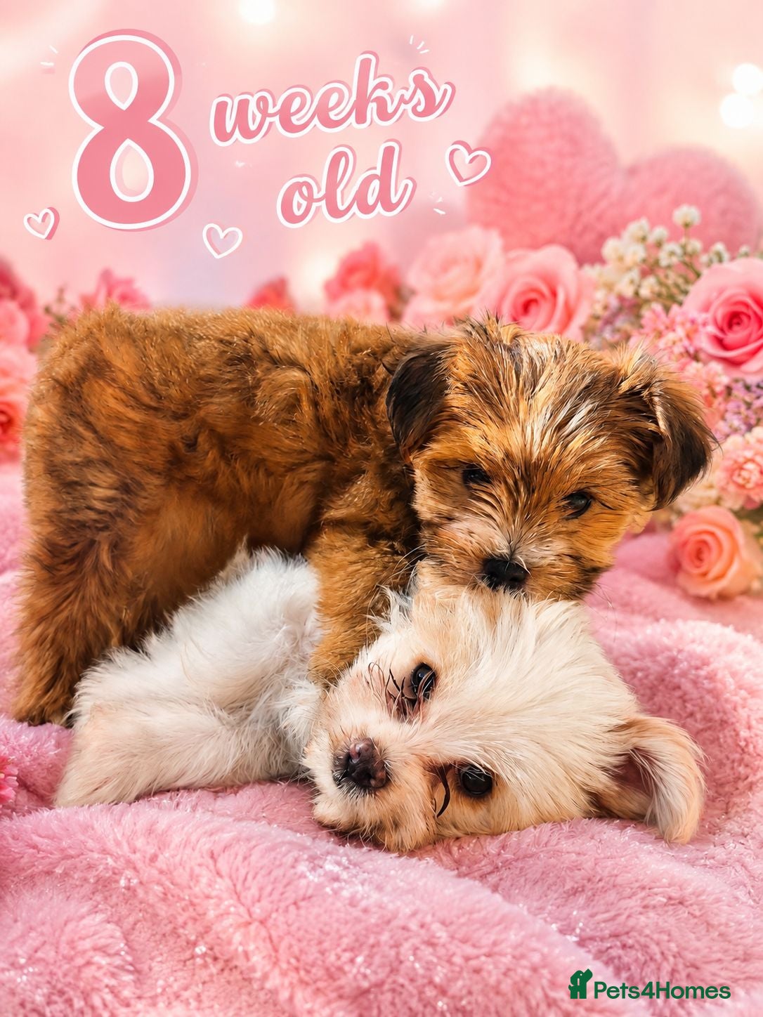 Yorkshire Terrier dogs 2 gorgeous colourful Yorkshire Terrier girls - Advert 15