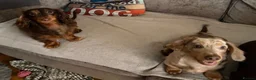 Miniature Dachshund dogs for sale: 1 year old L hair mini Isabella dapple Dachshund - Advert 2