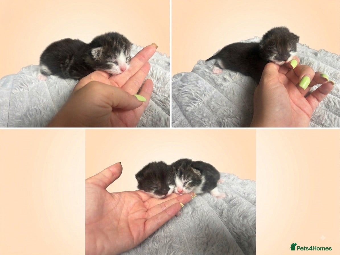 Mixed Breed cats Champaign/black and white kittens  - Advert 3