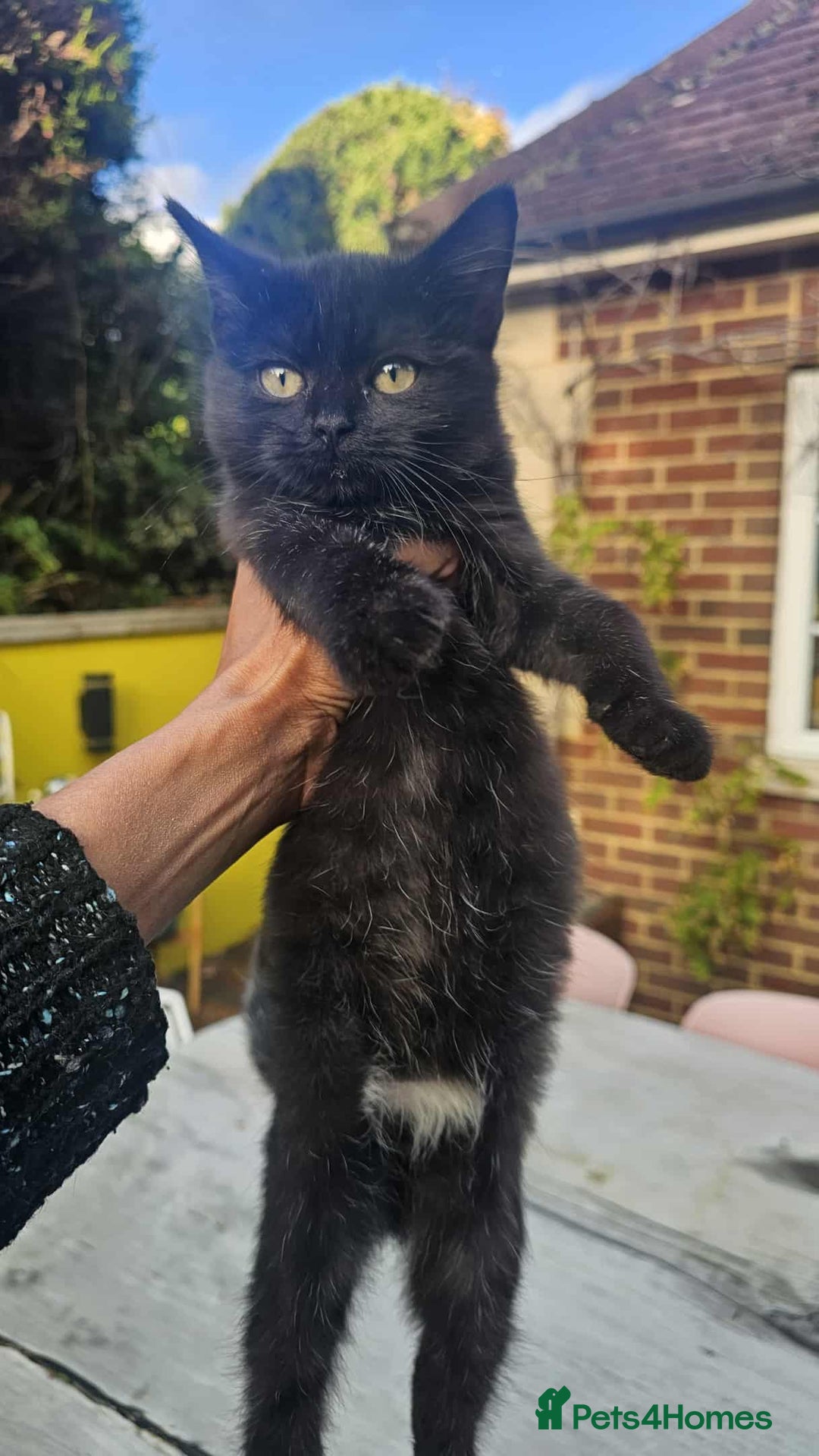 Stunning British Shorthair Kittens Ready Now! for sale in Uxbridge - Main Image
