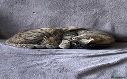 Domestic Shorthair cats for sale: Sweet boy free to a good home - Image 5