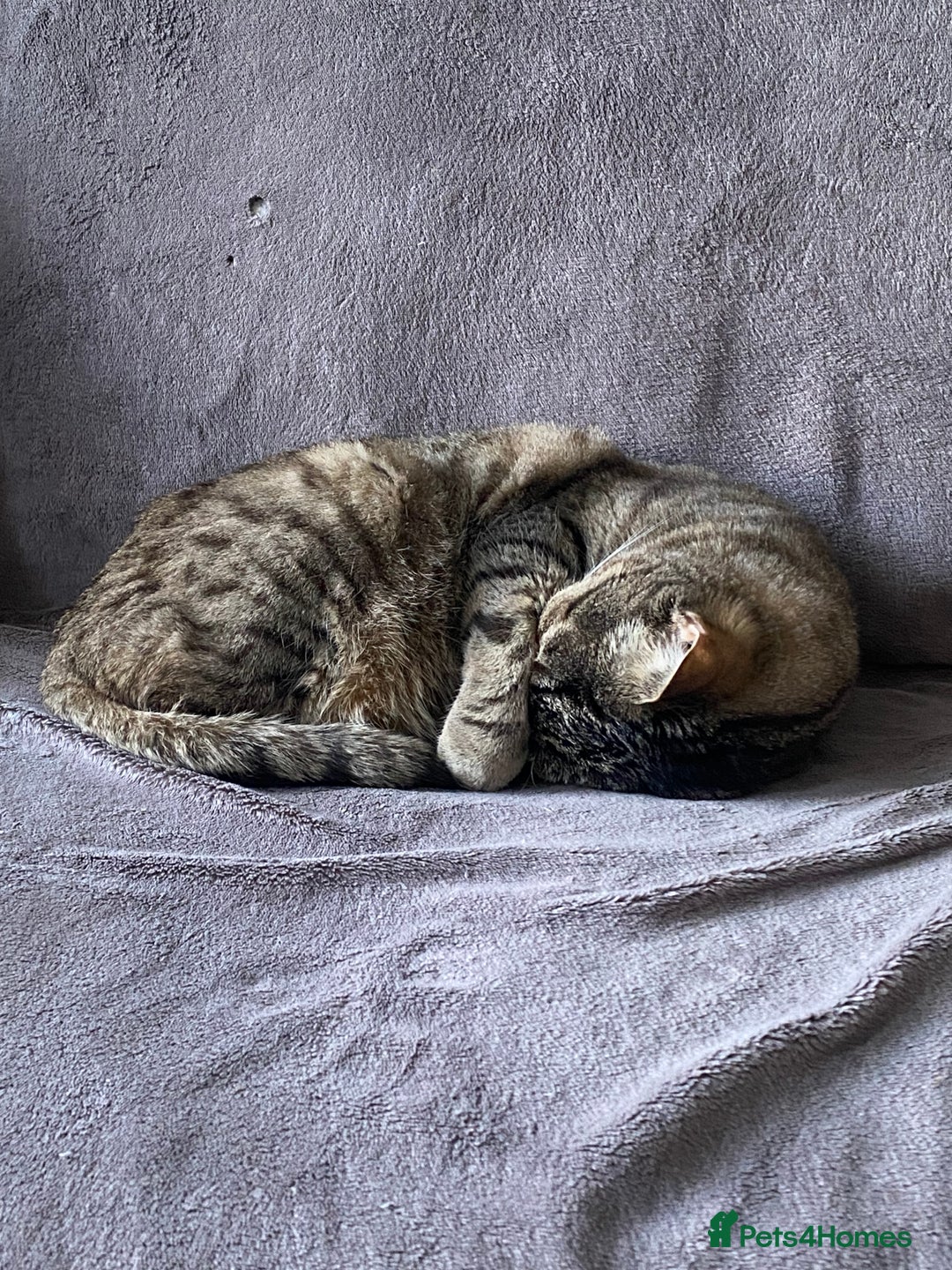 Domestic Shorthair cats for sale: Sweet boy free to a good home - Image 5