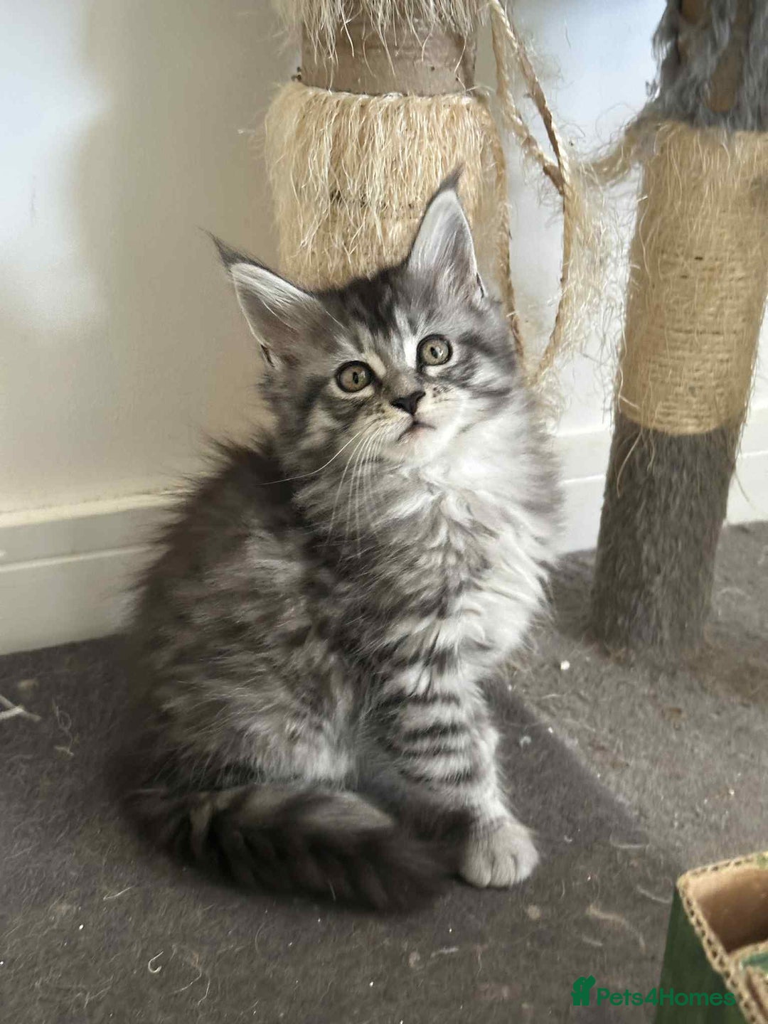Maine Coon cats for sale: Stunning Mainecoon Kittens - Image 6