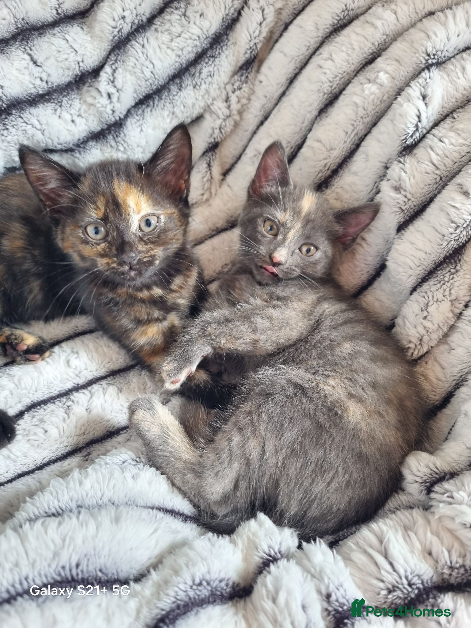 British Longhair cats Kittens for sale - Advert 7