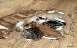 Domestic Shorthair cats for sale: 2 Male 2 female kittens for sale - Image 7