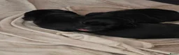 Cane Corso dogs for sale: NEW POST - Cane Corso Puppies  in Stroud - Advert 10