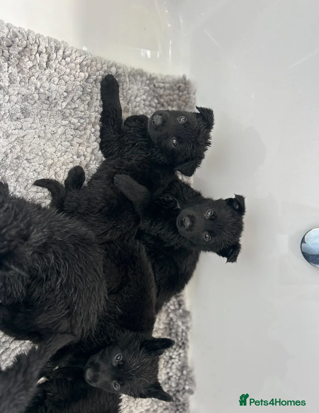 German Shepherd dogs for sale: BLACK GSD PUPPIES  - Advert 2