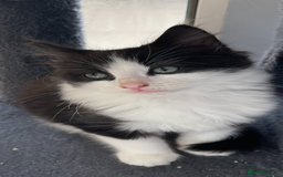 Maine Coon cats for sale: Beautiful chocolate and white male kitten  - Image 2