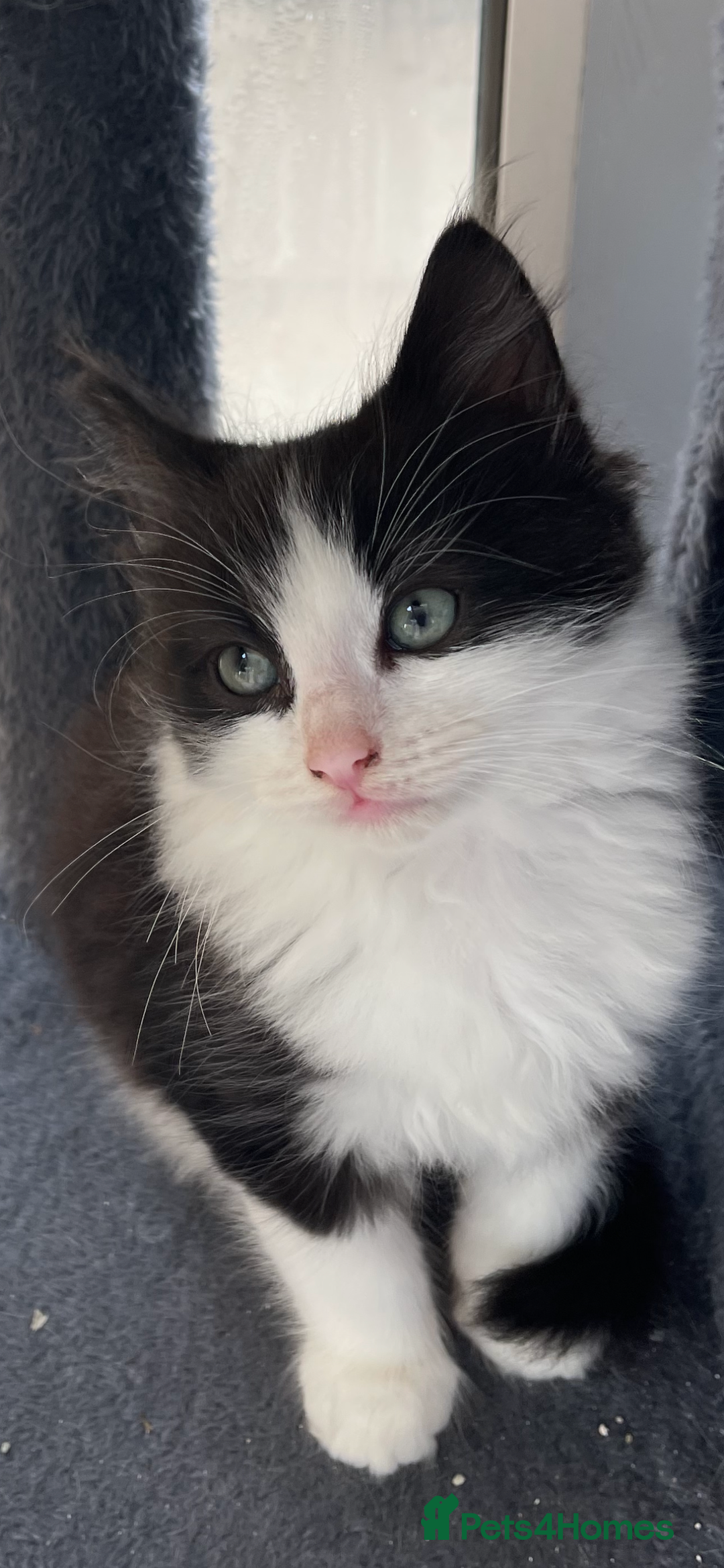Maine Coon cats for sale: Beautiful chocolate and white male kitten  - Image 2