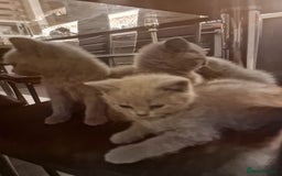 British Shorthair cats for sale: Pure British Short Hair cutties - Image 18