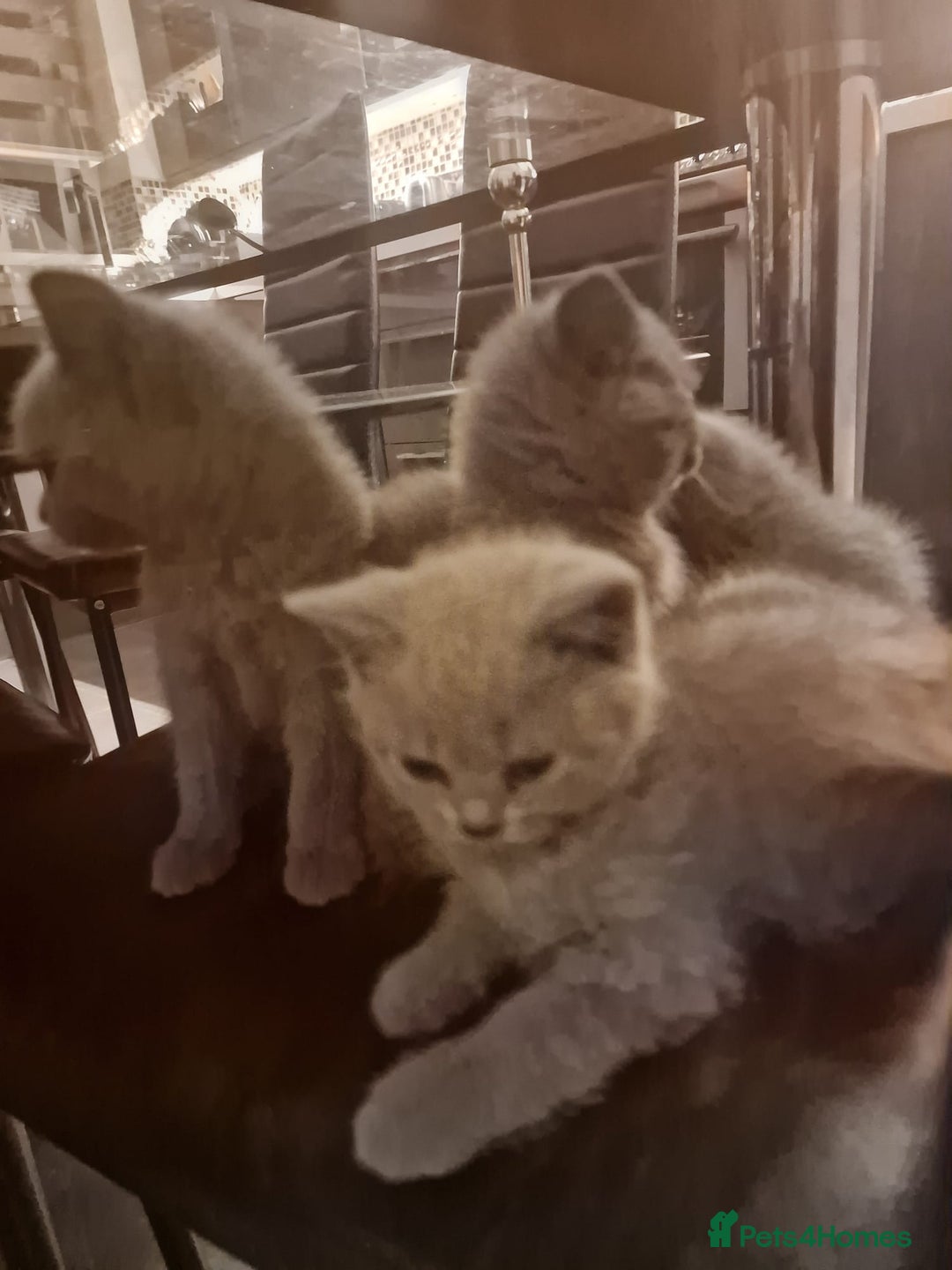 British Shorthair cats for sale: Pure British Short Hair cutties - Image 18