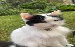 British Longhair cats for sale: Lovely longhair needs a new home - Image 2