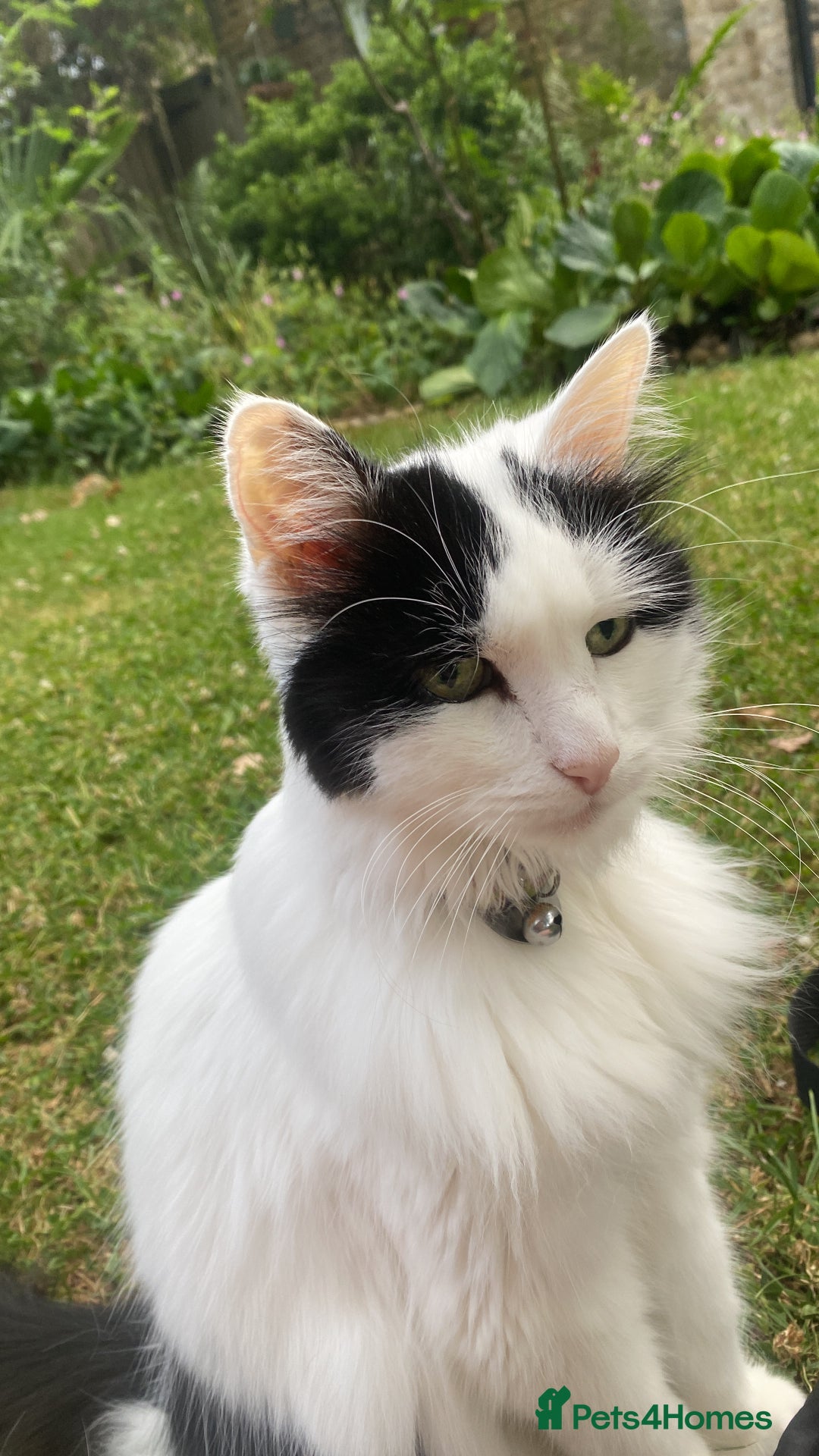 British Longhair cats for sale: Lovely longhair needs a new home - Image 2