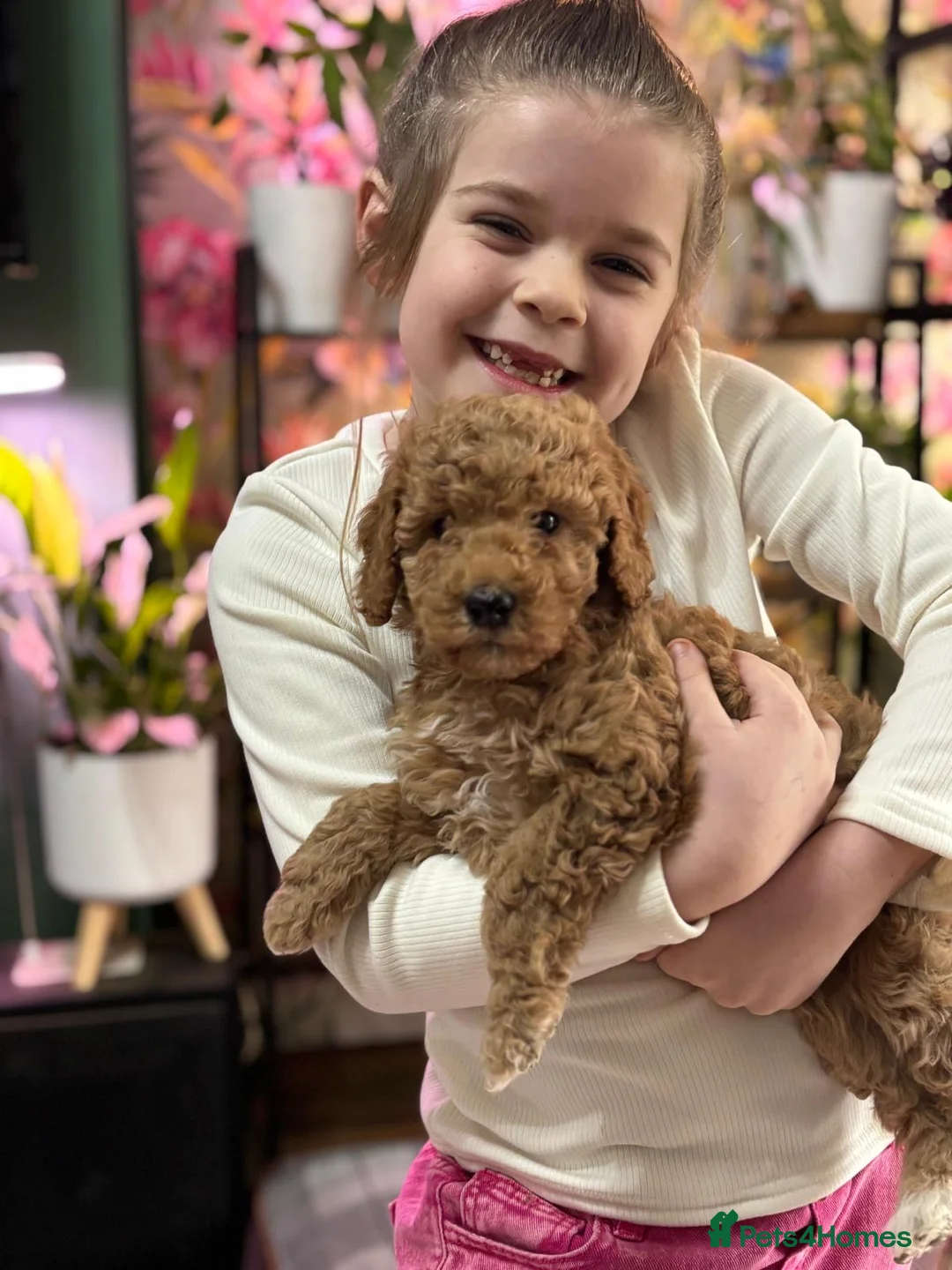 Poodle dogs for sale: Poodle (Moyen) - Advert 9