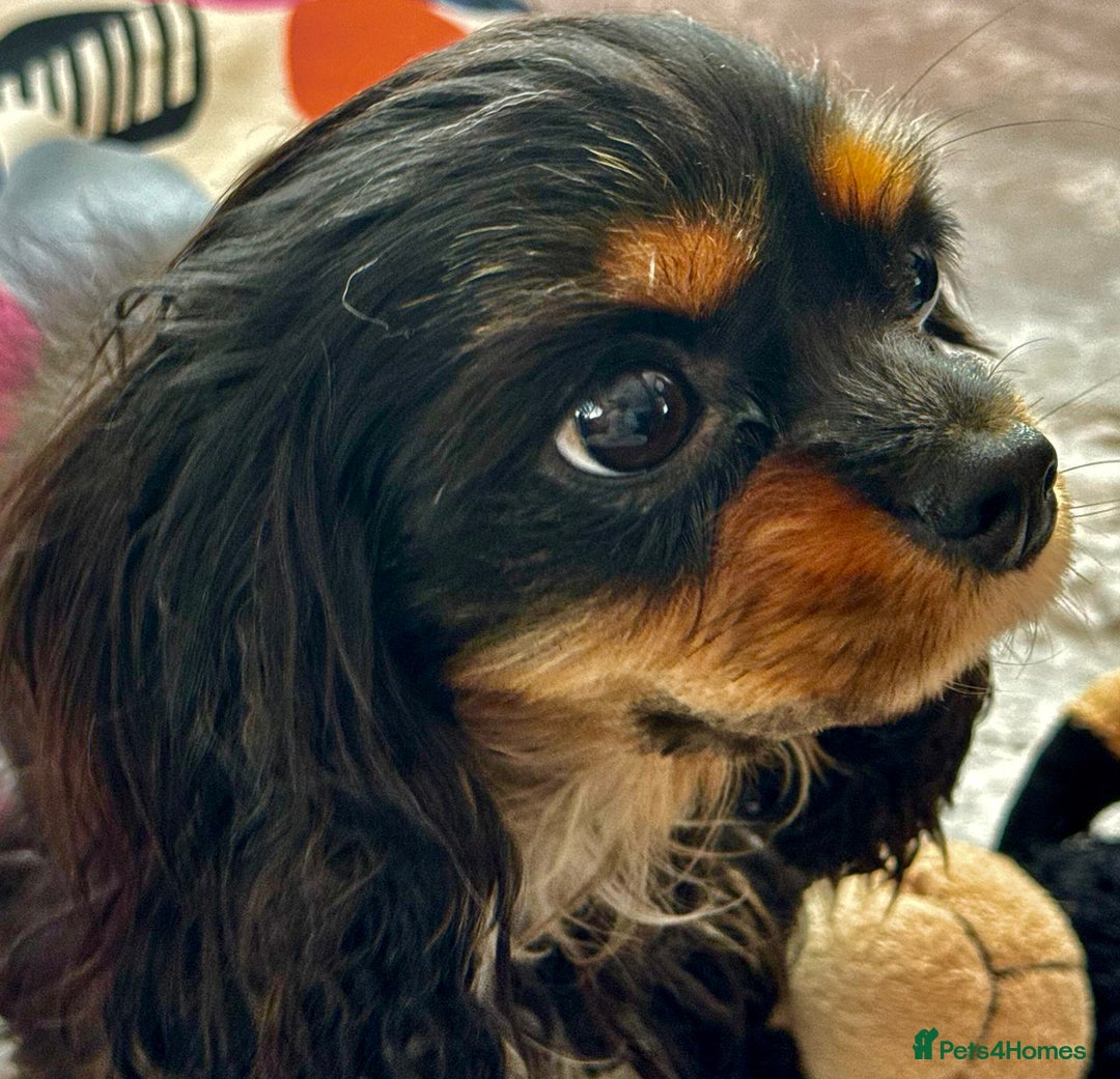 Cavalier King Charles Spaniel dogs for adoption: Button’s Story: From Despair to Love - Image 14