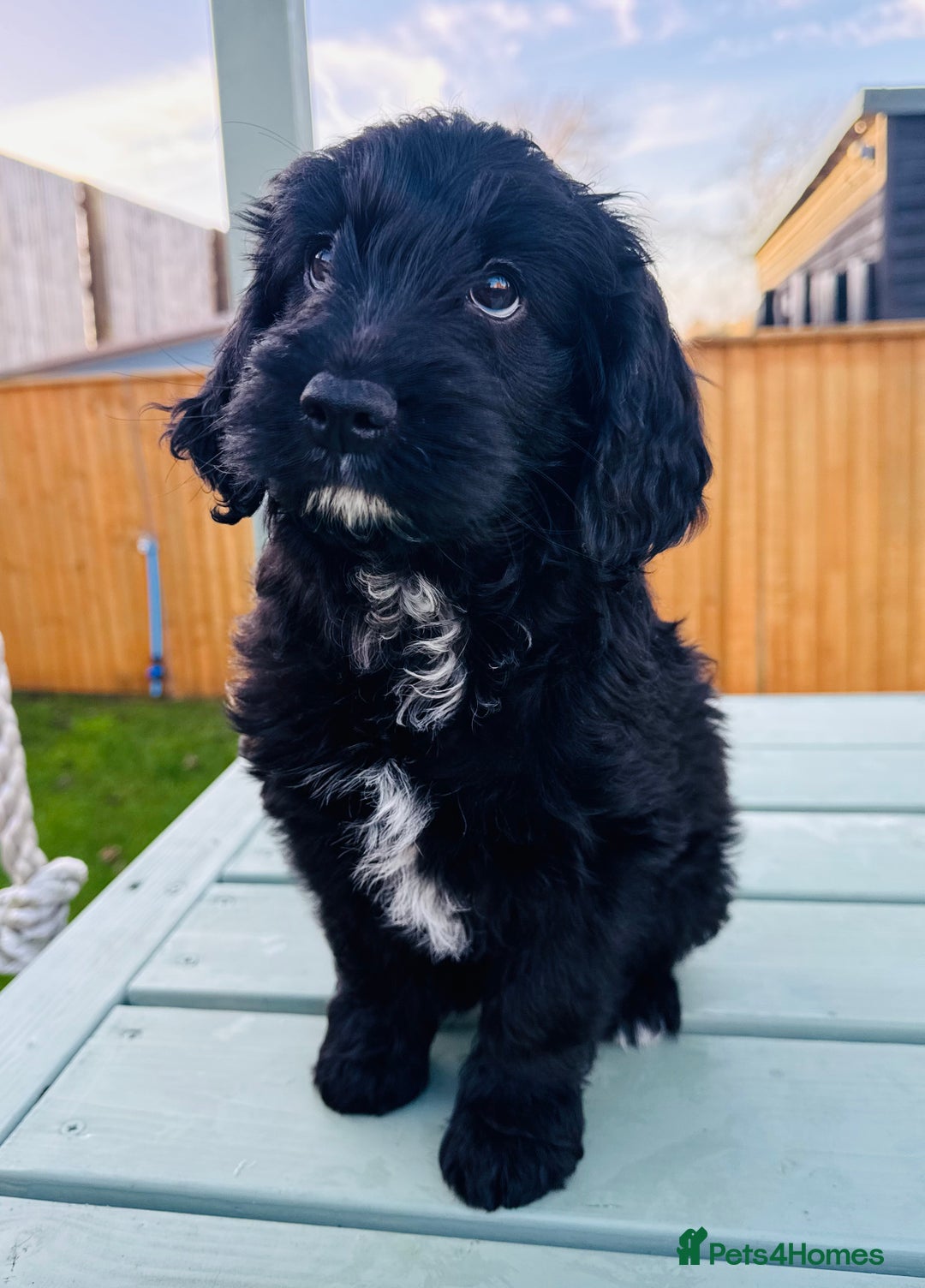 Cockapoo dogs for sale: Cockapoo Babies 🐾🐾🐾 - Advert 12