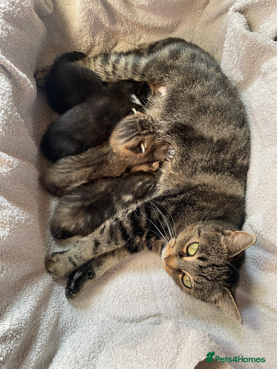 Mixed Breed cats for sale: Mixed Breed Kittens  - Image 3