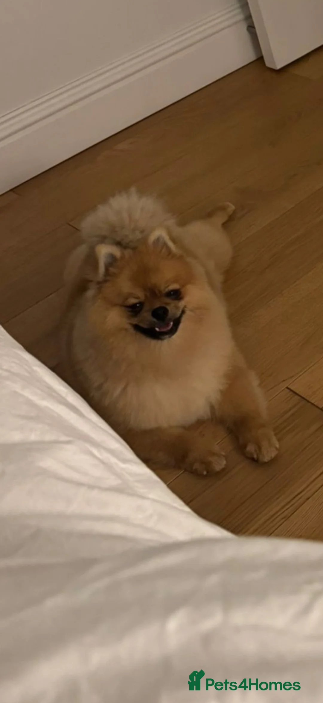 Pomeranian dogs for stud: Czech Republic Pomeranian import - Advert 1