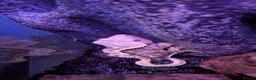 Gecko reptiles for sale: Crested geckos adult females stunning morphs - Advert 10