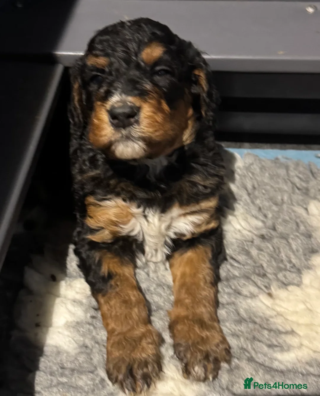 Bernedoodle dogs for sale: Female standard size F1b BERNEDOODLE pup's ❤️ - Advert 2