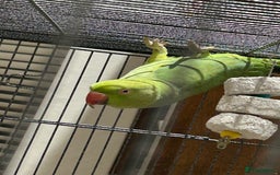 Ringnecks birds for sale: 2 Indian ringnecks  - Image 3