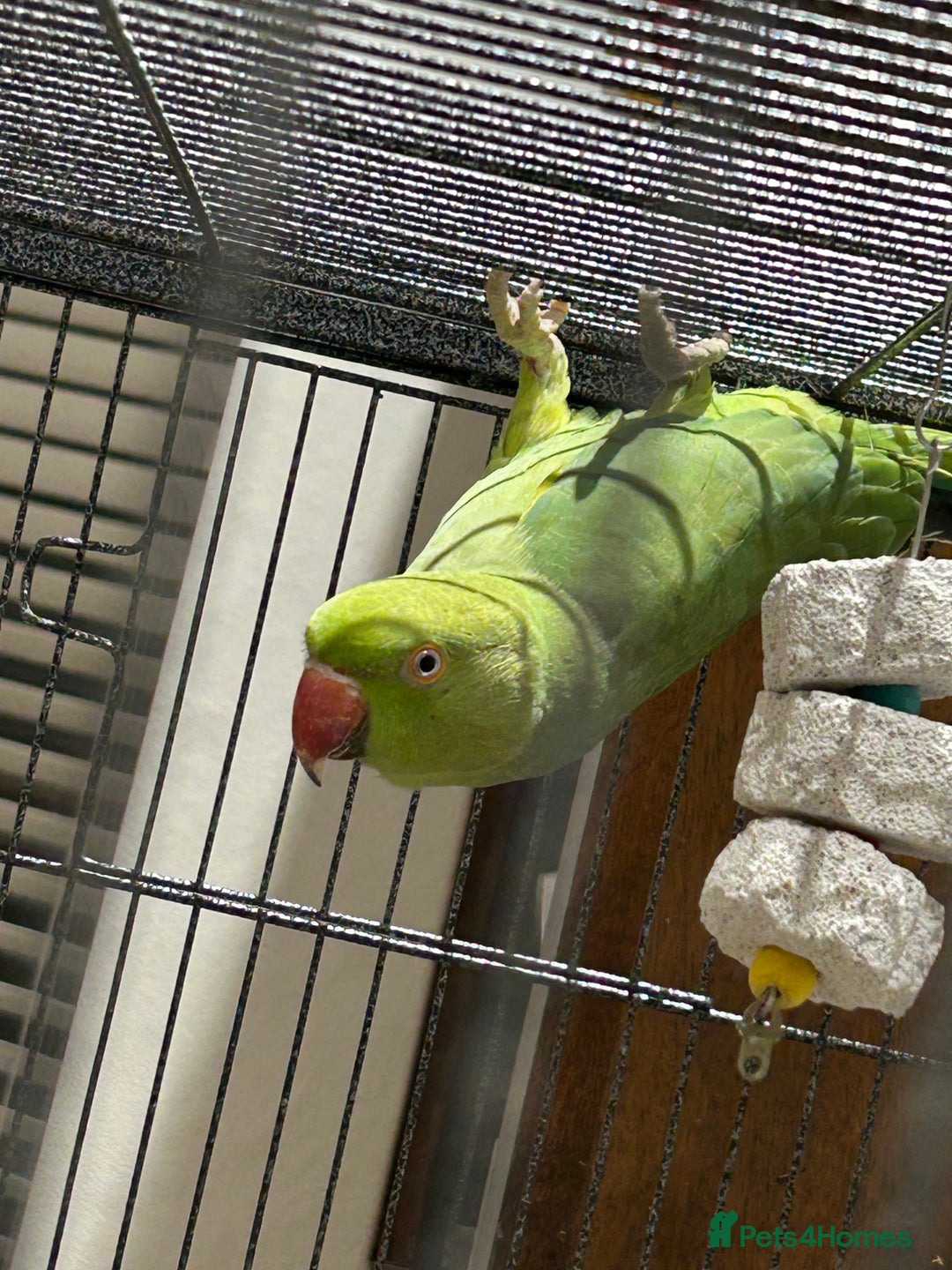 Ringnecks birds for sale: 2 Indian ringnecks  - Image 3