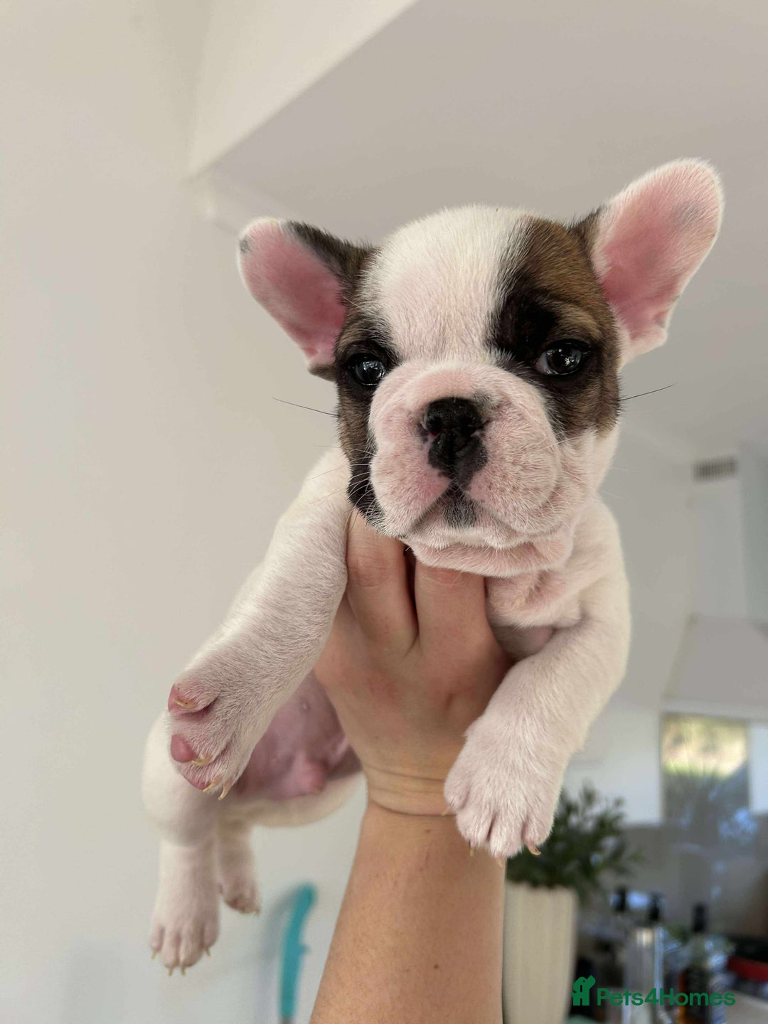 French Bulldog dogs for sale: French Bulldog puppy ready next week deposit - Image 2