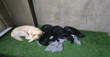Labrador Retriever dogs - Advert 7