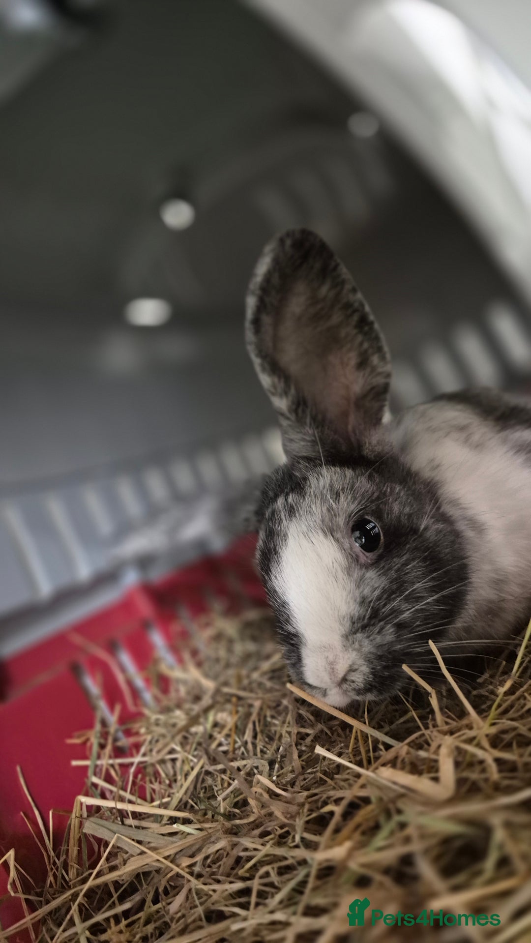 Mixed Breed rabbits for sale: Pebble Vaccinated and Spayed - Advert 4