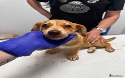 Mixed Breed dogs for adoption: Sunnie - for adoption - IN FOSTER BUCKINGHAMSHIRE - Image 4